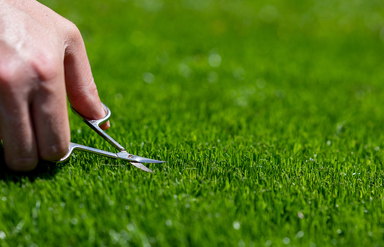 Scissors cutting grass