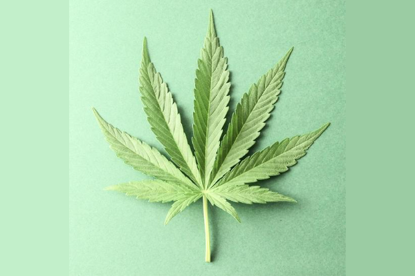 marijuana leaf